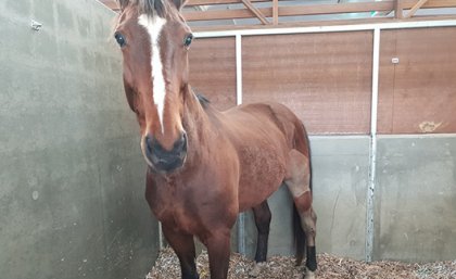 A horse in a stall with recycled cardboard bedding.